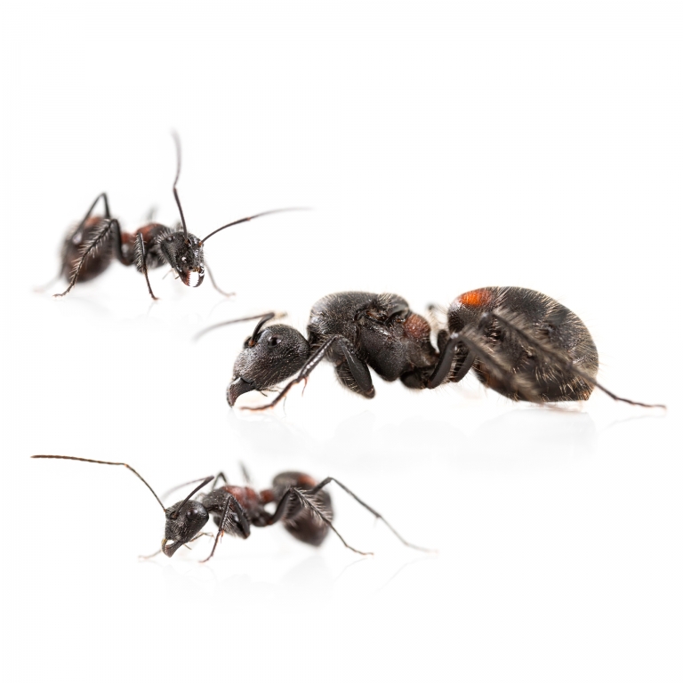 Camponotus mutilarius( xiangban)